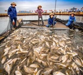 大黄鱼天价之谜，江浙沿海每斤20多，为何有的能卖1.5万？-图7