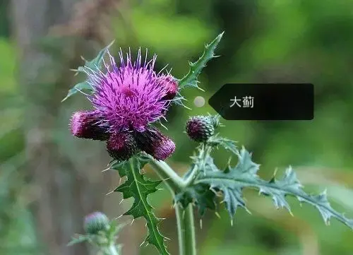 150种鲜花图谱大全，挑战你的识花能力！-图34